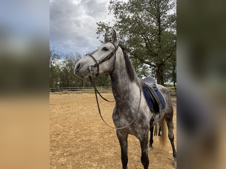 Caballo de deporte español Caballo castrado 7 años 165 cm Tordo in Perpignan