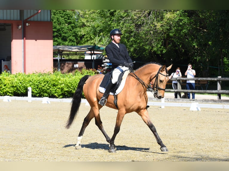 Caballo de deporte español Caballo castrado 7 años 167 cm in Moggio Di Sopra