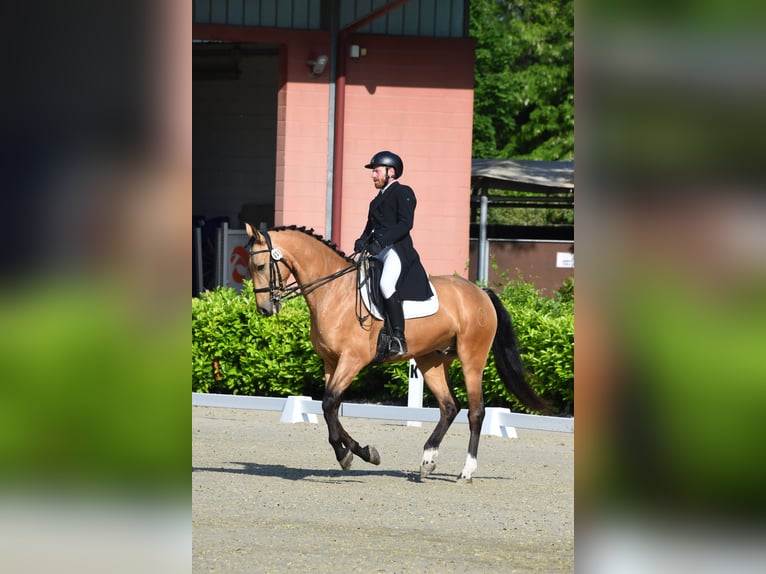 Caballo de deporte español Caballo castrado 7 años 167 cm in Moggio Di Sopra