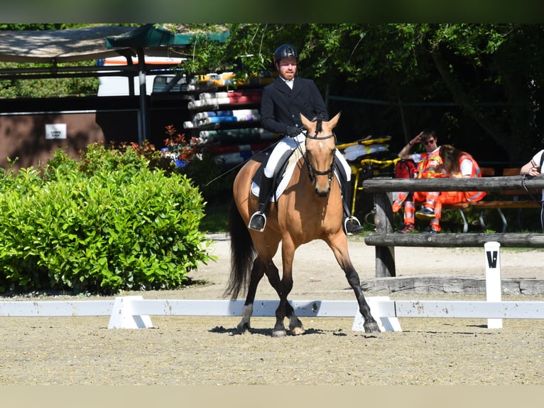 Caballo de deporte español Caballo castrado 7 años 167 cm in Moggio Di Sopra