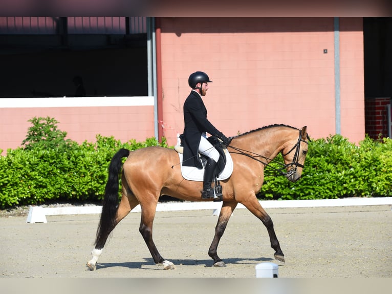 Caballo de deporte español Caballo castrado 7 años 167 cm in Moggio Di Sopra