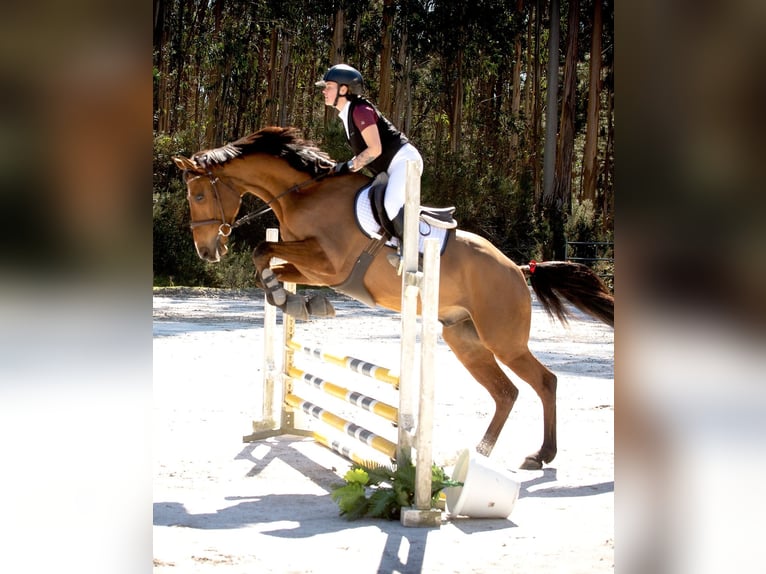 Caballo de deporte español Caballo castrado 7 años 168 cm Castaño in Pedreira (Arteixo)