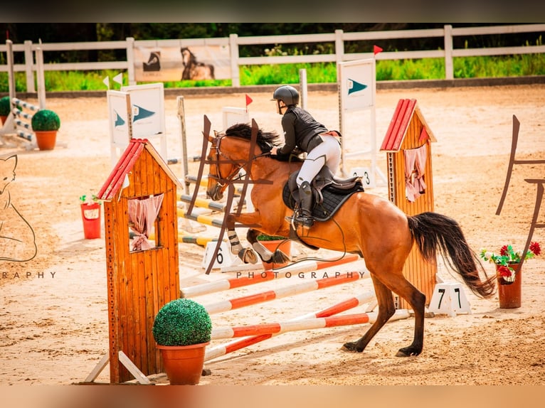Caballo de deporte español Caballo castrado 7 años 168 cm Castaño in Pedreira (Arteixo)