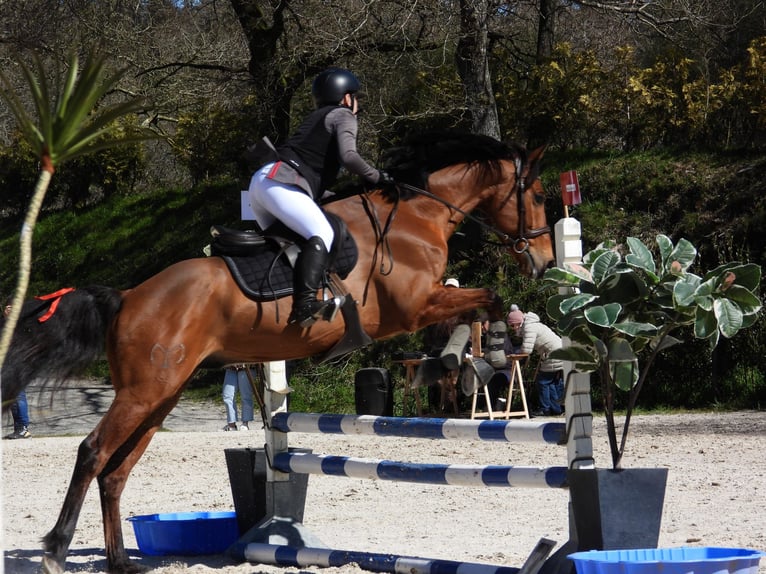 Caballo de deporte español Caballo castrado 7 años 168 cm Castaño in Pedreira (Arteixo)