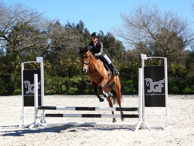 Caballo de deporte español Caballo castrado 7 años 168 cm Castaño in Pedreira (Arteixo)