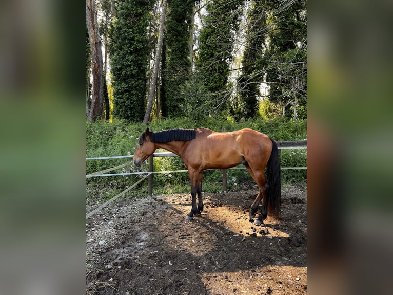 Caballo de deporte español Caballo castrado 7 años 168 cm Castaño in Pedreira (Arteixo)