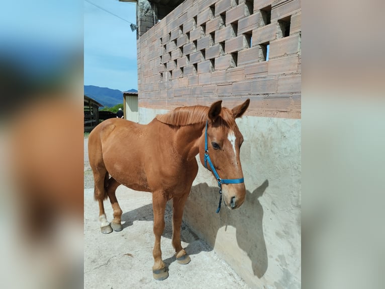 Caballo de deporte español Caballo castrado 7 años 170 cm Alazán in Olot