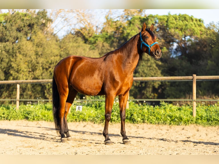 Caballo de deporte español Caballo castrado 7 años 170 cm Castaño in Cardedeu