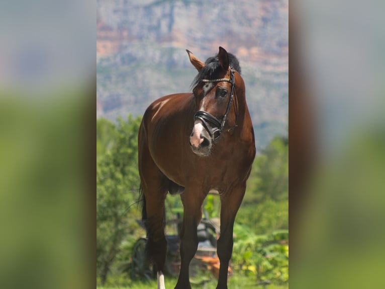 Caballo de deporte español Caballo castrado 7 años 170 cm Castaño oscuro in Alicante