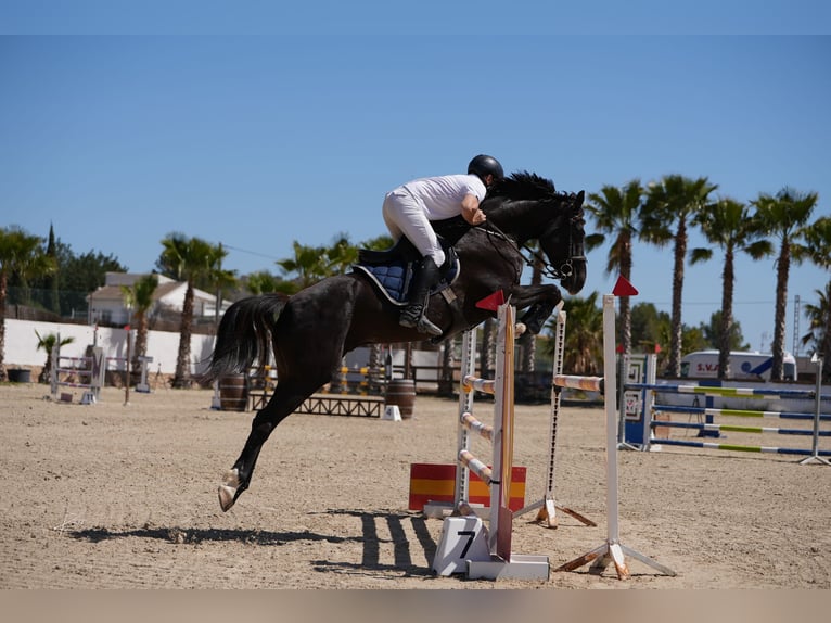 Caballo de deporte español Caballo castrado 7 años 171 cm Negro in Castellon De La Plana/Castello De La Pla