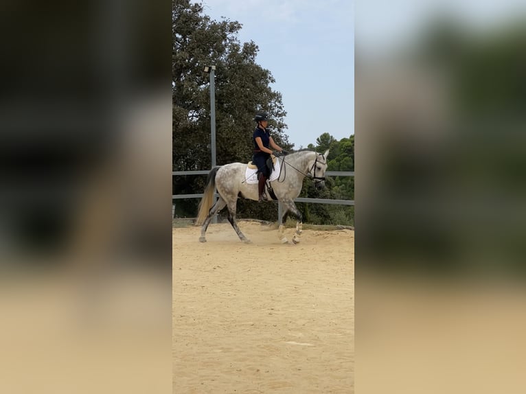 Caballo de deporte español Caballo castrado 7 años 173 cm Tordo in Prado Del Rey