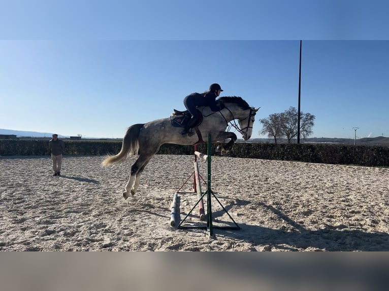 Caballo de deporte español Caballo castrado 7 años 176 cm Alazán-tostado in San Martin De La Vega
