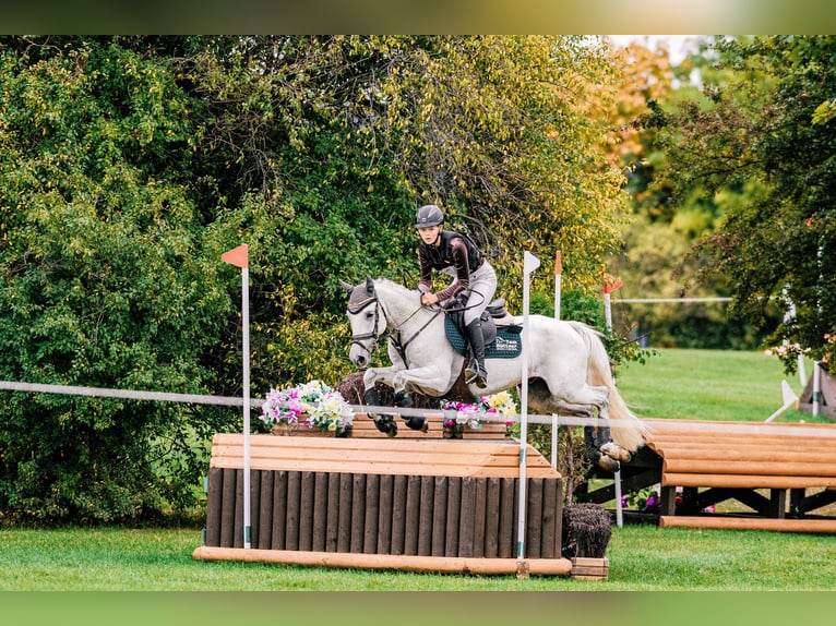 Caballo de deporte español Caballo castrado 8 años 148 cm Tordo in Wüllersleben