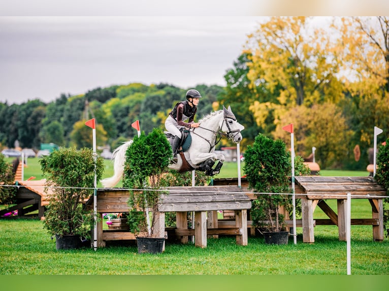Caballo de deporte español Caballo castrado 8 años 148 cm Tordo in Wüllersleben