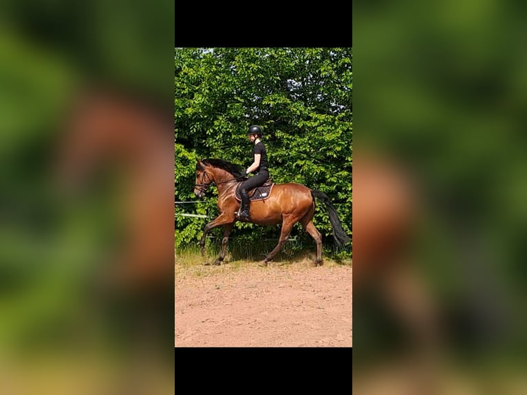 Caballo de deporte español Caballo castrado 8 años 150 cm Castaño in Messel