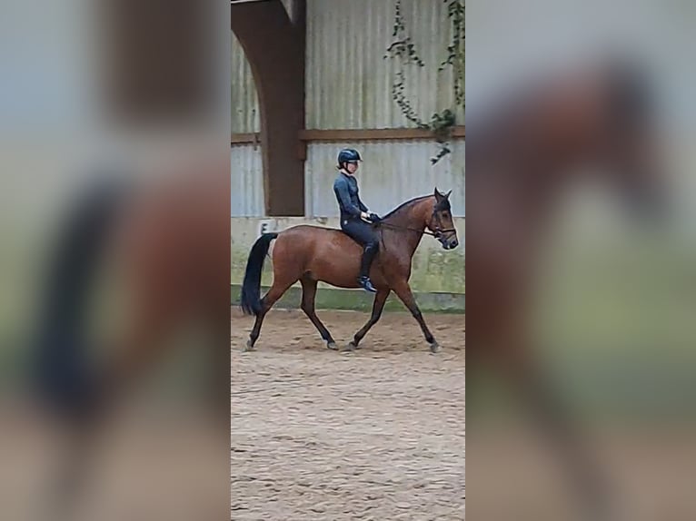 Caballo de deporte español Caballo castrado 8 años 150 cm Castaño in Messel