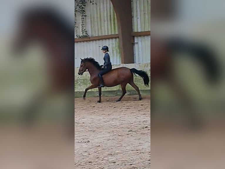 Caballo de deporte español Caballo castrado 8 años 150 cm Castaño in Messel