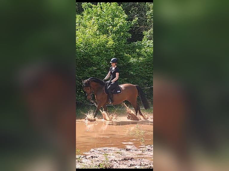 Caballo de deporte español Caballo castrado 8 años 150 cm Castaño in Messel