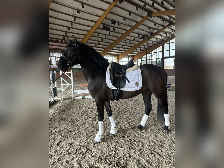 Caballo de deporte español Caballo castrado 8 años 155 cm Negro in Wachtendonk