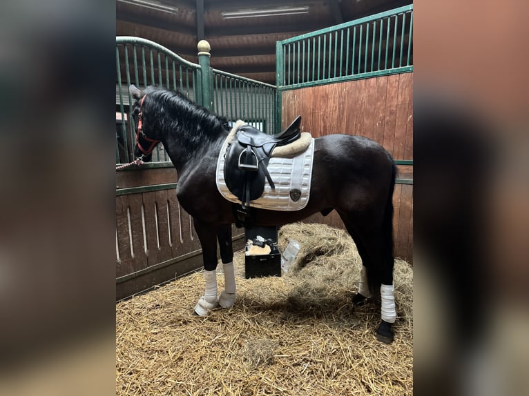 Caballo de deporte español Caballo castrado 8 años 155 cm Negro in Wachtendonk