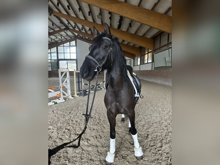 Caballo de deporte español Caballo castrado 8 años 155 cm Negro in Wachtendonk