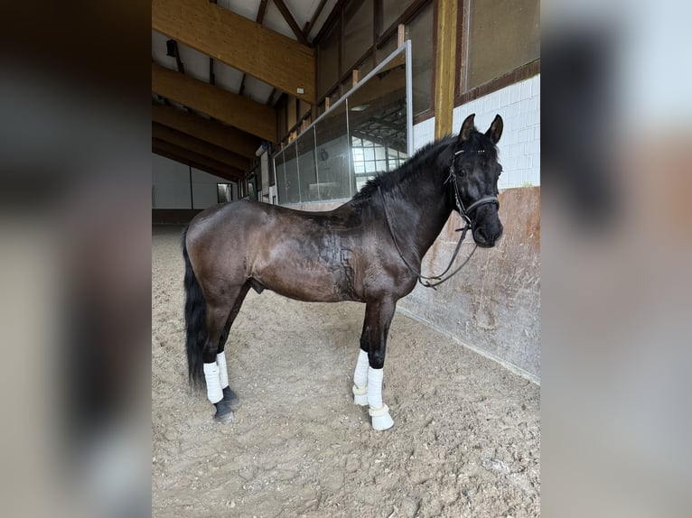 Caballo de deporte español Caballo castrado 8 años 155 cm Negro in Wachtendonk