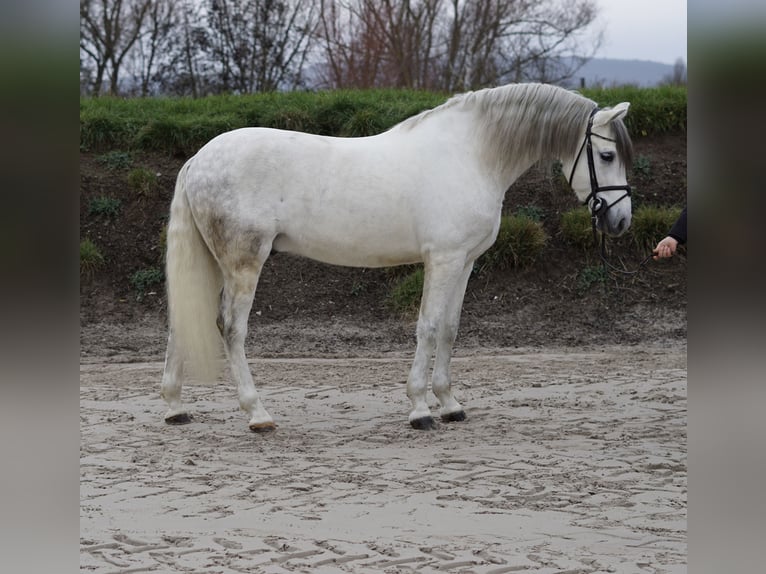 Caballo de deporte español Caballo castrado 8 años 155 cm White/Blanco in Bingen am Rhein