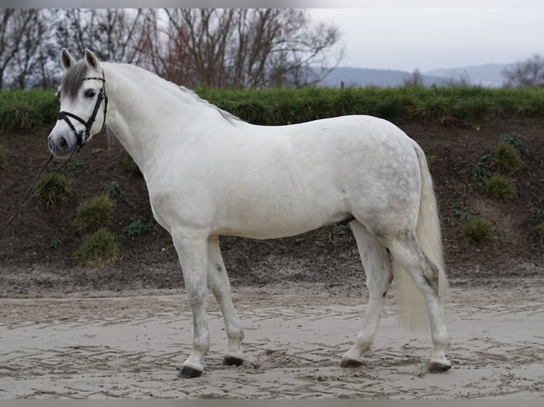 Caballo de deporte español Caballo castrado 8 años 155 cm White/Blanco in Bingen am Rhein