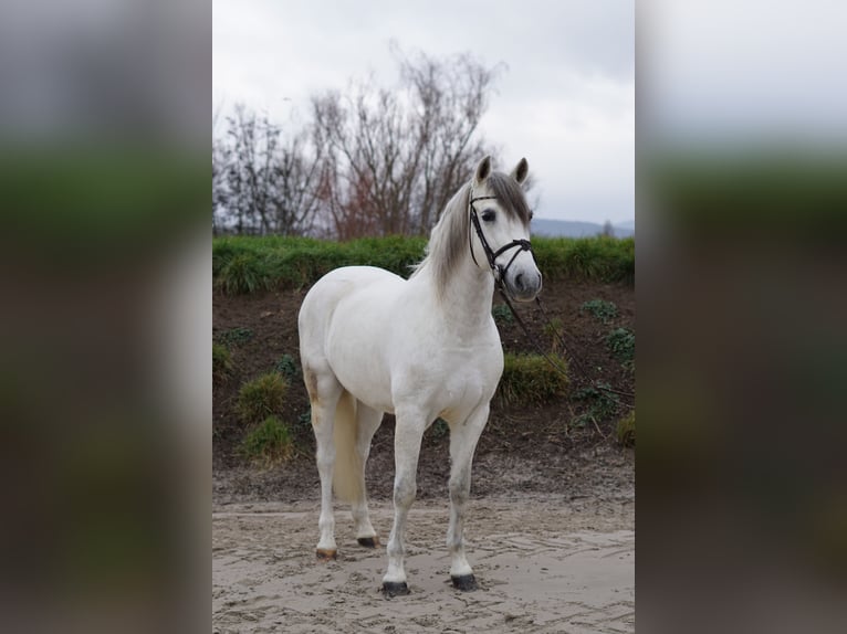 Caballo de deporte español Caballo castrado 8 años 155 cm White/Blanco in Bingen am Rhein