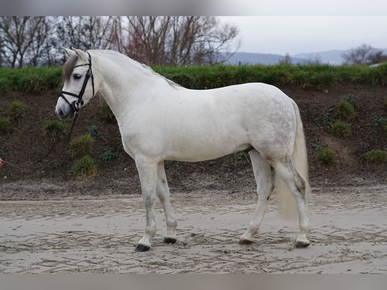 Caballo de deporte español Caballo castrado 8 años 155 cm White/Blanco in Bingen am Rhein