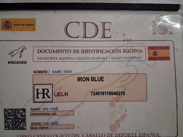 Caballo de deporte español Caballo castrado 8 años 157 cm Perlino in Maiche