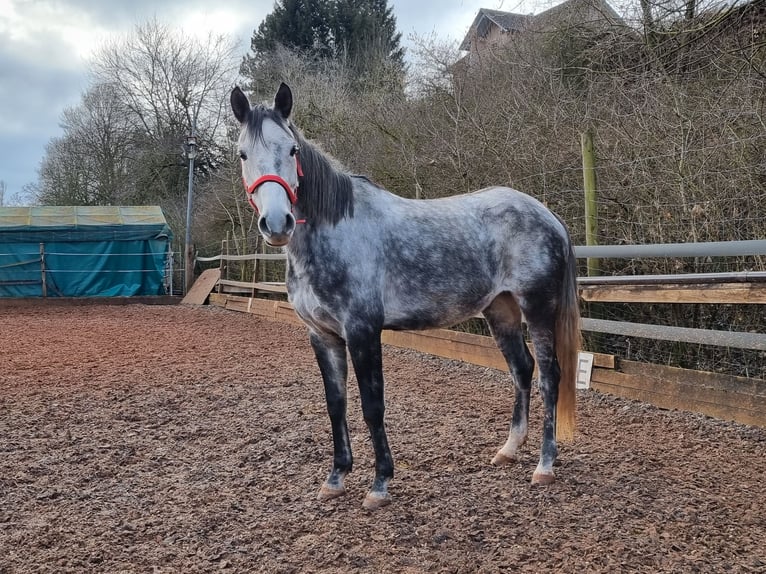 Caballo de deporte español Caballo castrado 8 años 158 cm Tordo rodado in Aldingen