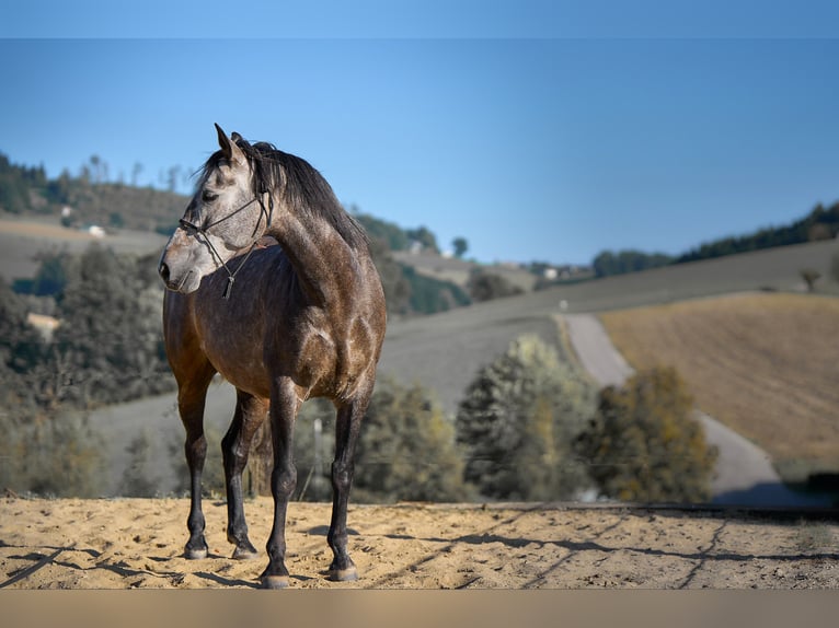 Caballo de deporte español Mestizo Caballo castrado 8 años 158 cm Tordo rodado in Dürnberg