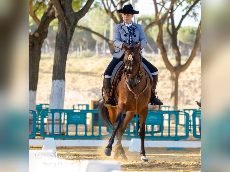 Caballo de deporte español Caballo castrado 8 años 160 cm Castaño in Pozoblanco