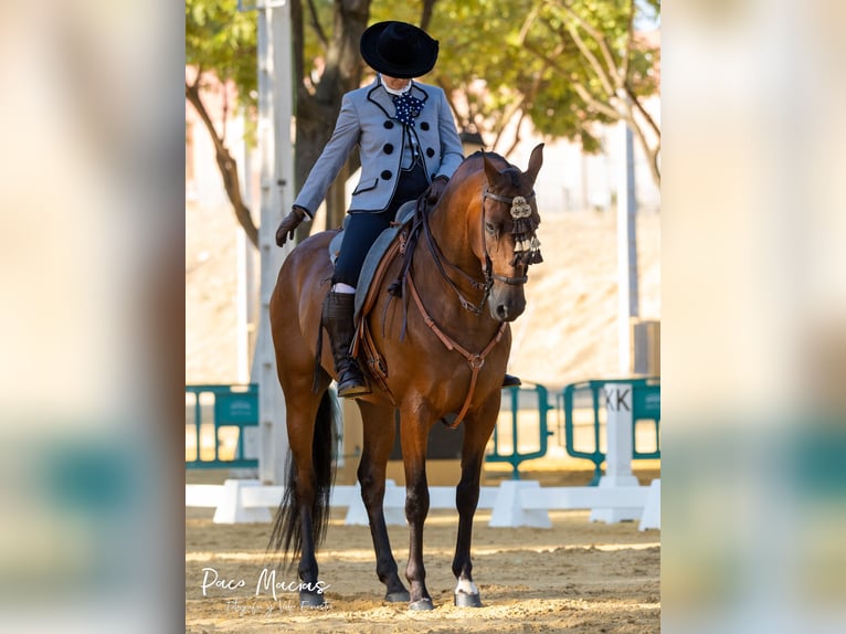 Caballo de deporte español Caballo castrado 8 años 160 cm Castaño in Pozoblanco