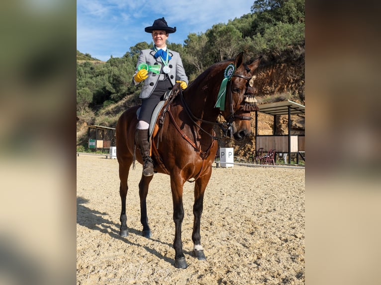 Caballo de deporte español Caballo castrado 8 años 160 cm Castaño in Pozoblanco