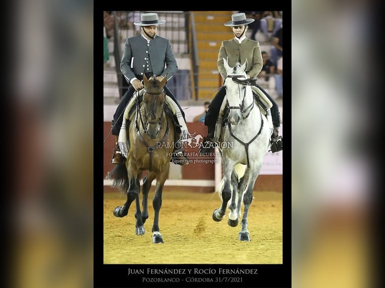 Caballo de deporte español Caballo castrado 8 años 160 cm Castaño in Pozoblanco