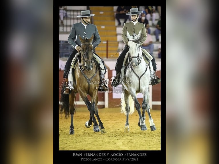 Caballo de deporte español Caballo castrado 8 años 160 cm Castaño in Pozoblanco