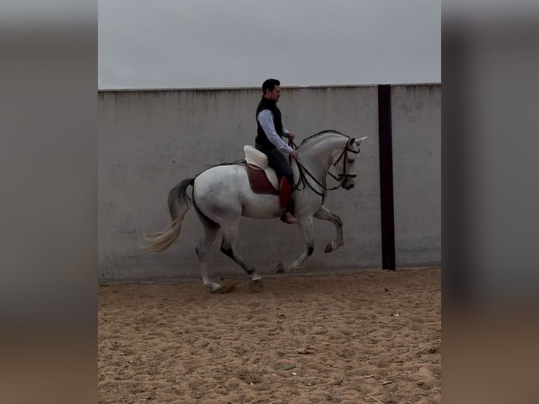 Caballo de deporte español Caballo castrado 8 años 160 cm Tordo in Torrijos