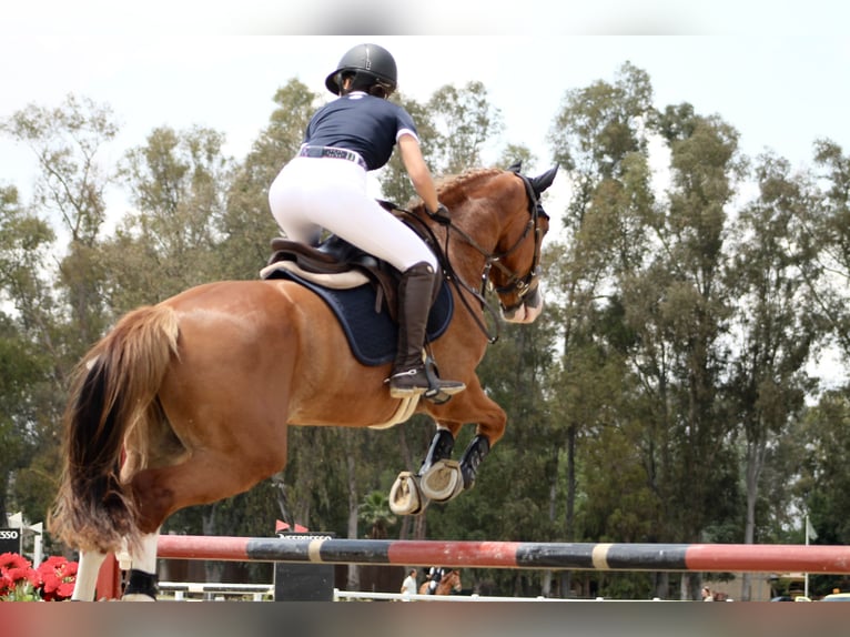 Caballo de deporte español Caballo castrado 8 años 161 cm Alazán in Sevilla