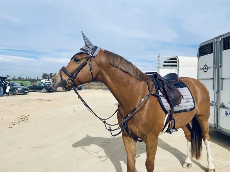 Caballo de deporte español Caballo castrado 8 años 161 cm Alazán in Sevilla