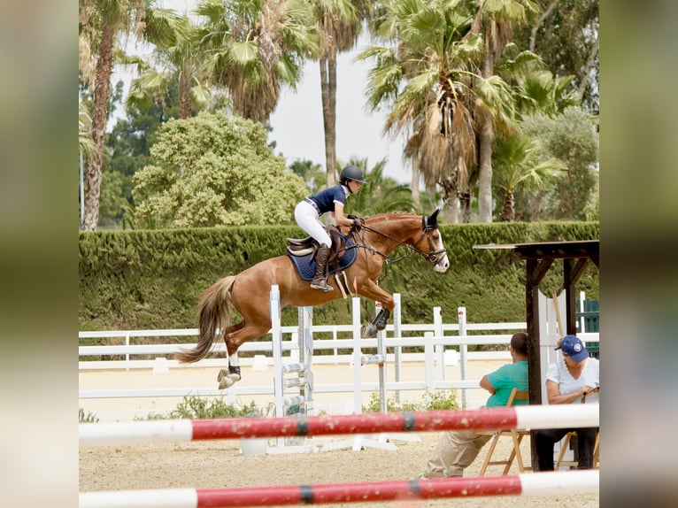 Caballo de deporte español Caballo castrado 8 años 161 cm Alazán in Sevilla