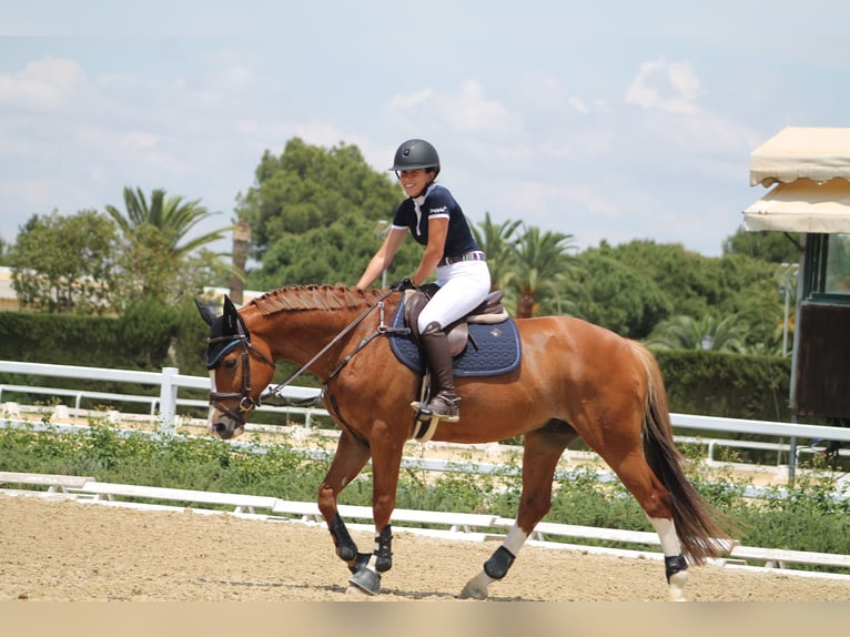 Caballo de deporte español Caballo castrado 8 años 161 cm Alazán in Sevilla