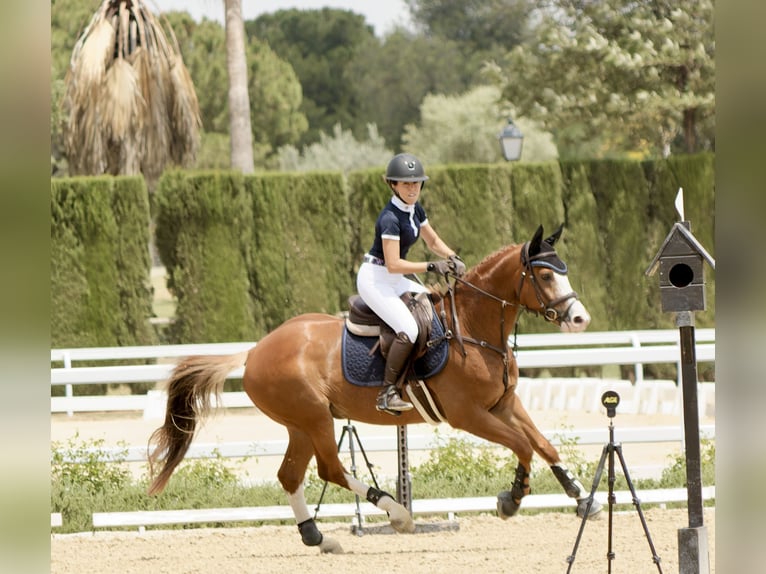 Caballo de deporte español Caballo castrado 8 años 161 cm Alazán in Sevilla