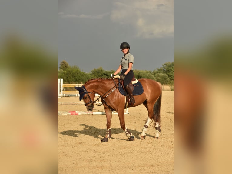 Caballo de deporte español Caballo castrado 8 años 161 cm Alazán in Sevilla