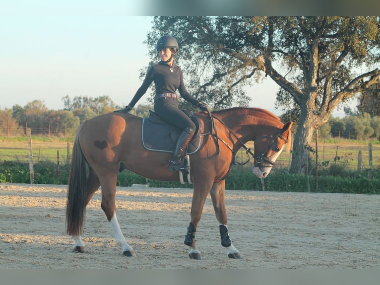 Caballo de deporte español Caballo castrado 8 años 161 cm Alazán in Sevilla