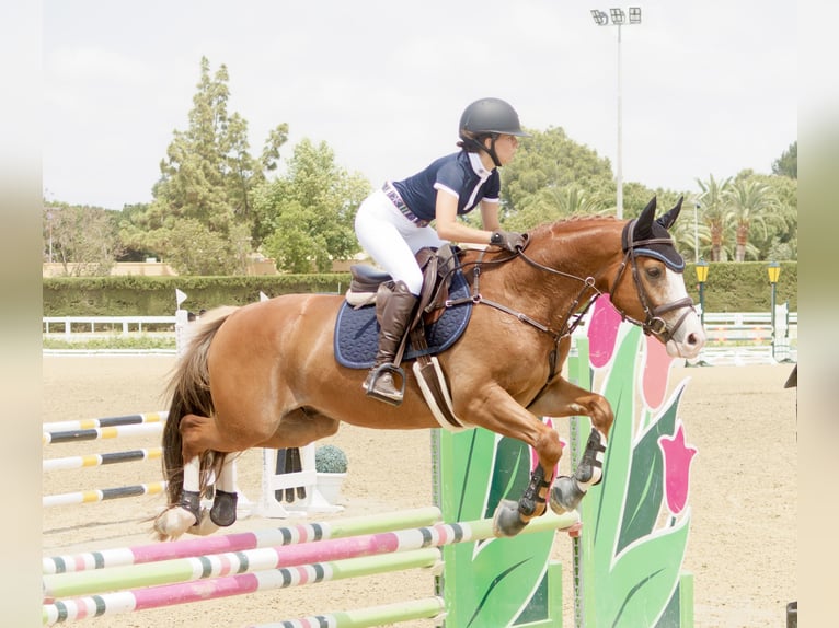 Caballo de deporte español Caballo castrado 8 años 161 cm Alazán in Sevilla