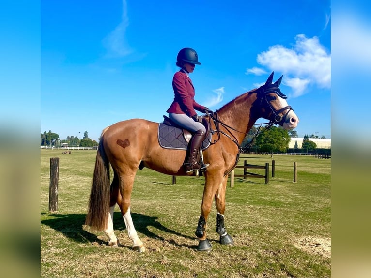 Caballo de deporte español Caballo castrado 8 años 161 cm Alazán in Sevilla