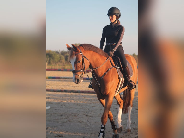 Caballo de deporte español Caballo castrado 8 años 161 cm Alazán in Sevilla