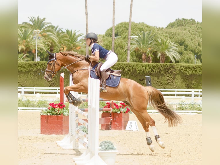 Caballo de deporte español Caballo castrado 8 años 161 cm Alazán in Sevilla